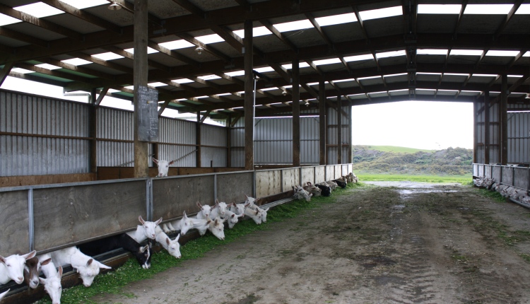 Goat Shed Designs