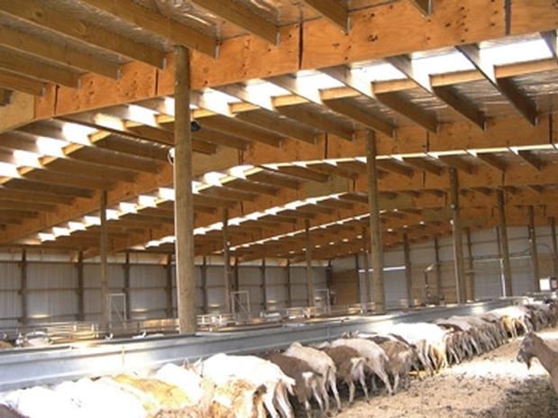 Goat Shelter Plans What Must You Look Out For When Raising Goats 